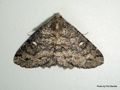 Cleora scriptaria