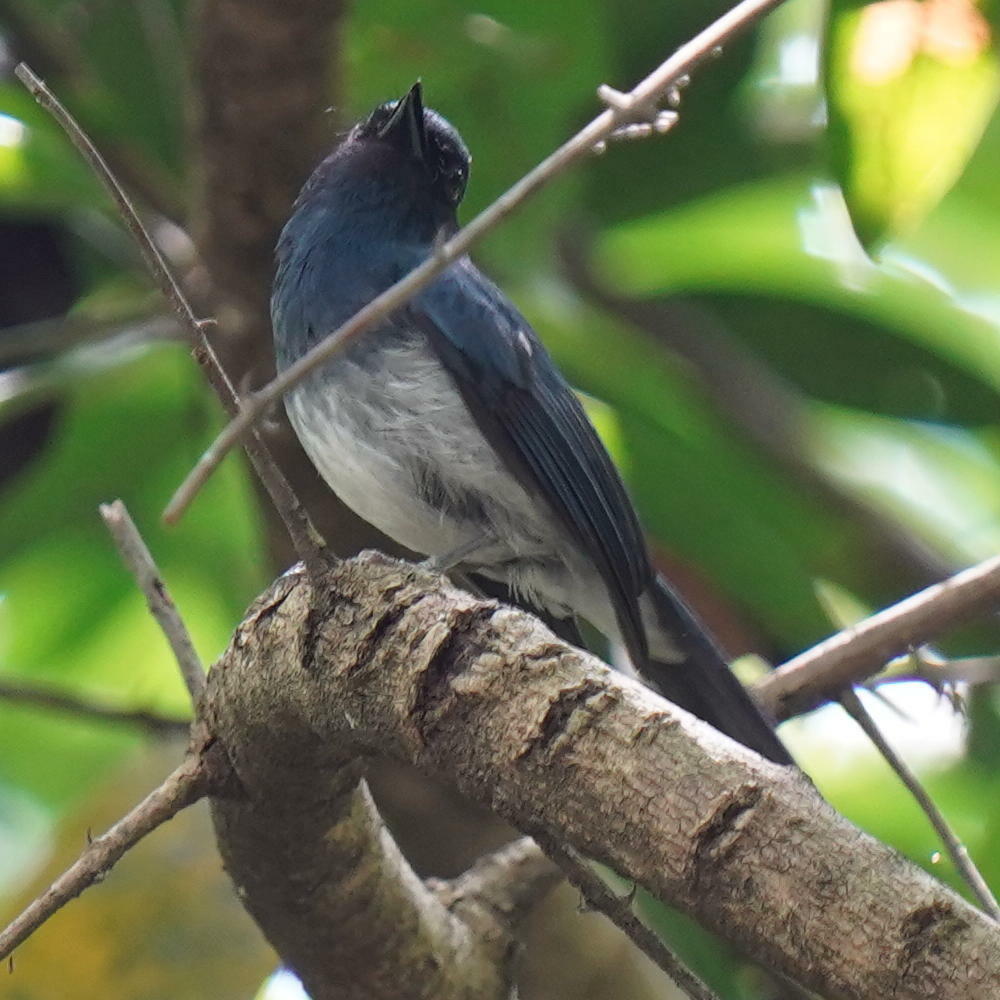 White-bellied Blue Flycatcher (Cyornis pallidipes), photo 9