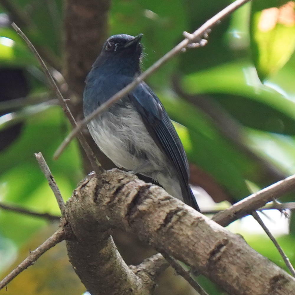White-bellied Blue Flycatcher (Cyornis pallidipes), photo 10