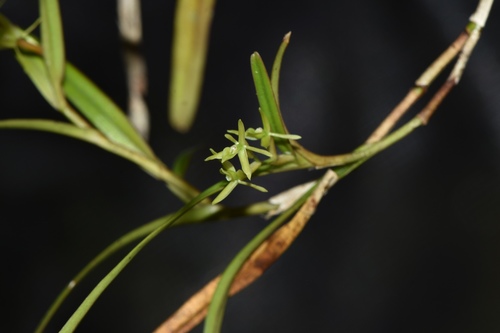 Epidendrum santaclarense Ames