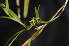Epidendrum santaclarense