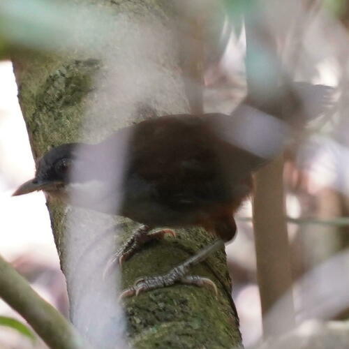 Wayanad Laughingthrush (Pterorhinus delesserti), photo 7
