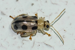 Philopona pseudomouhoti