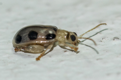 Philopona pseudomouhoti