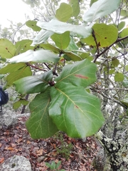 Quercus jonesii