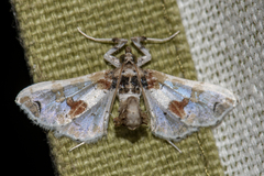 Leucinodes orbonalis