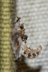 Leucinodes orbonalis