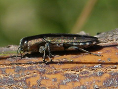 Chrysobothris octocola