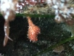 Boltenia villosa