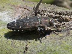 Chrysobothris octocola