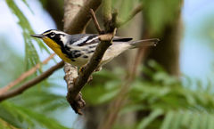 Setophaga dominica