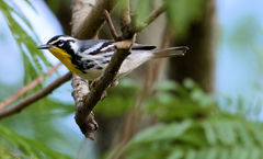 Setophaga dominica