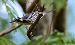Setophaga dominica