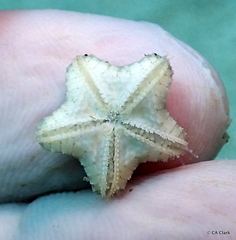 Asteropsis carinifera