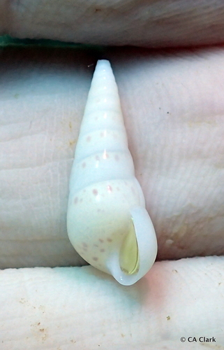 Melanella cumingii observed 2018-09-25