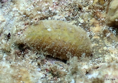 Iphione muricata