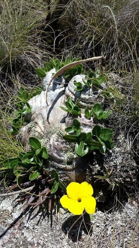 Pachypodium brevicaule