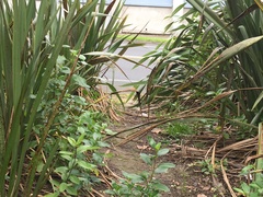 Melicytus ramiflorus ramiflorus