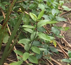 Melicytus ramiflorus ramiflorus