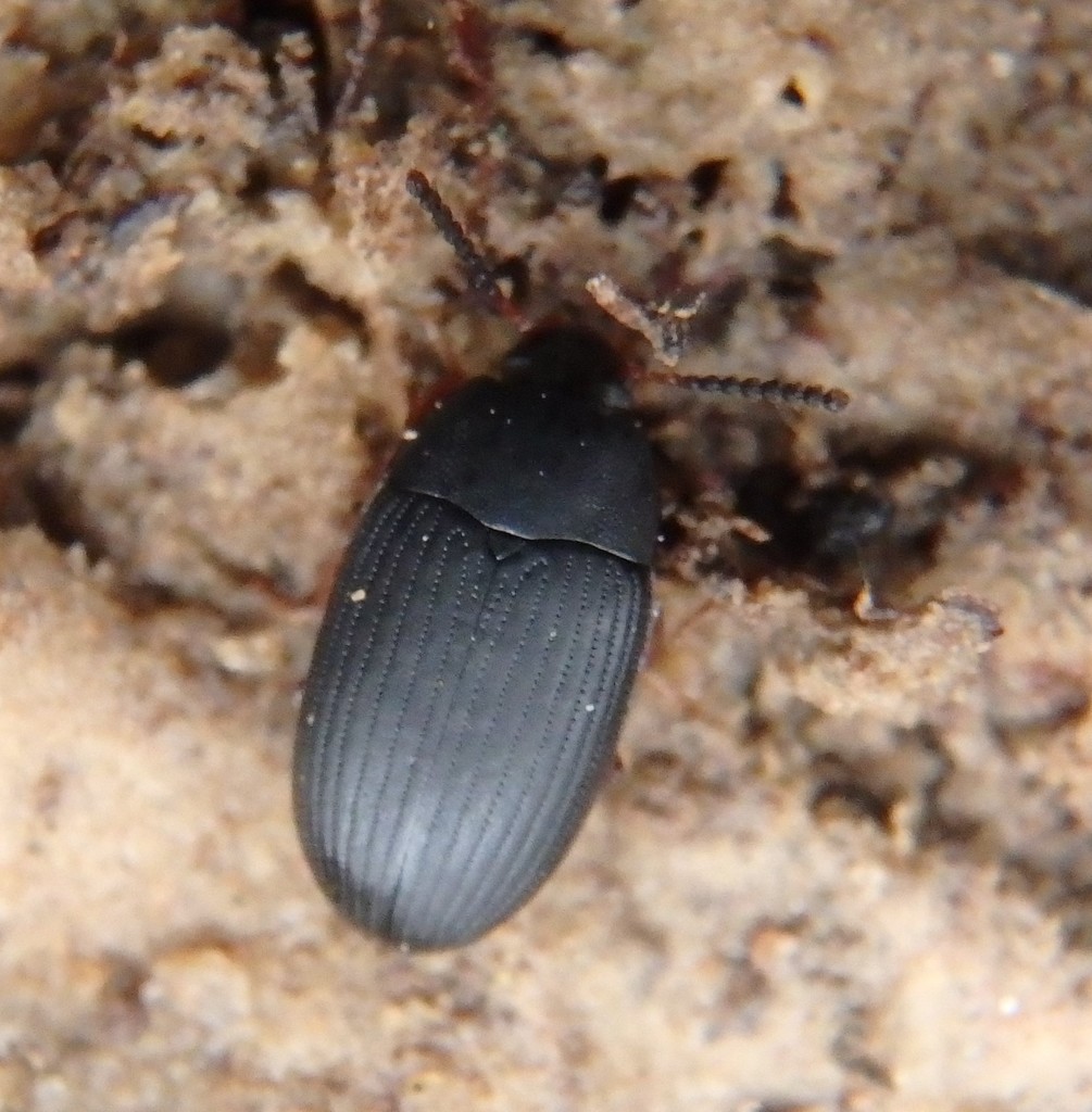Platydema flavipes (Darkling Beetles (Tenebrionidae) of Virginia