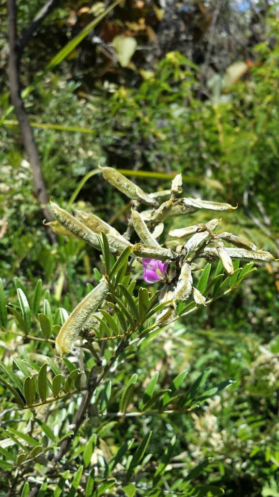 Mundulea barclayi