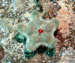 Asteropsis carinifera image