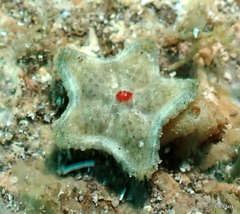 Asteropsis carinifera