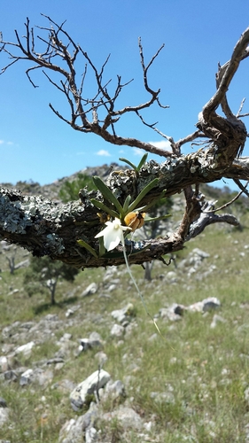 Angraecum rutenbergianum