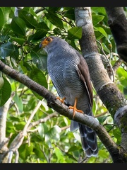 Micrastur ruficollis