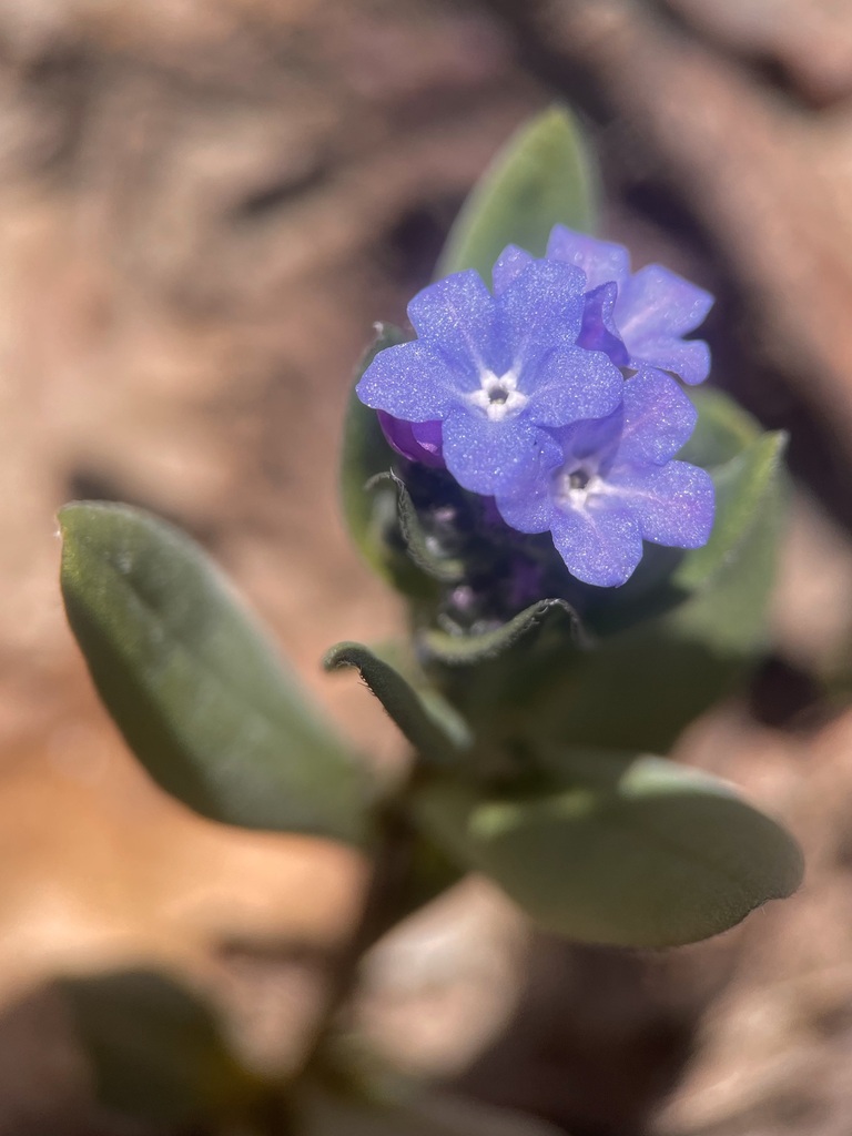 Shortstyle Bluebells from Utah County, UT,