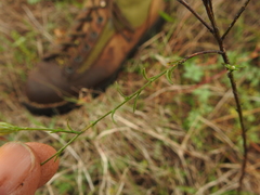 Croptilon hookerianum