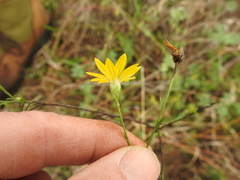 Croptilon hookerianum