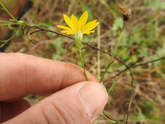 Croptilon hookerianum