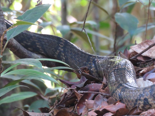 Ocellated Brown Snake