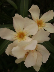 Nerium oleander