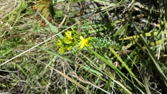 Hypericum lalandii