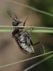 Ptilophorus wrightii
