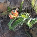 Pyranthus ambatoana - Photo (c) Guy Eric Onjalalaina, some rights reserved (CC BY-NC), uploaded by Guy Eric Onjalalaina