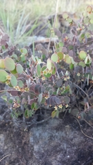 Phyllanthus betsileanus