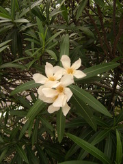 Nerium oleander