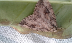 Pseudocoremia rudisata