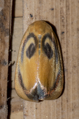 Trischalis subaurana