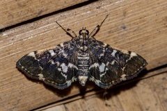 Piletocera sodalis