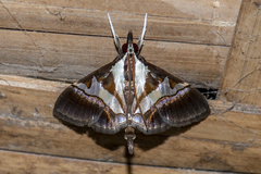 Dausara