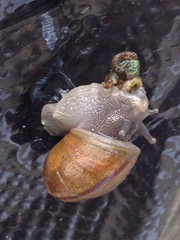 Helminthoglypta traskii