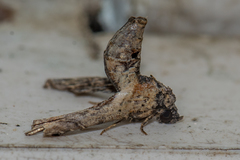 Anigraea cinctipalpis