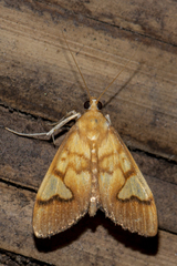 Nosophora