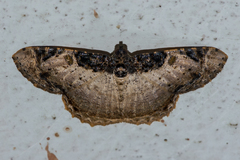 Cassephyra lamprosticta