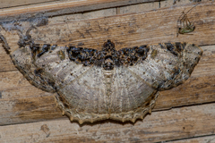 Cassephyra lamprosticta