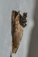 Cassephyra lamprosticta